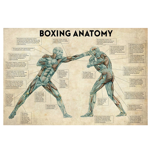 The Anatomy Of Boxing Canvas Print